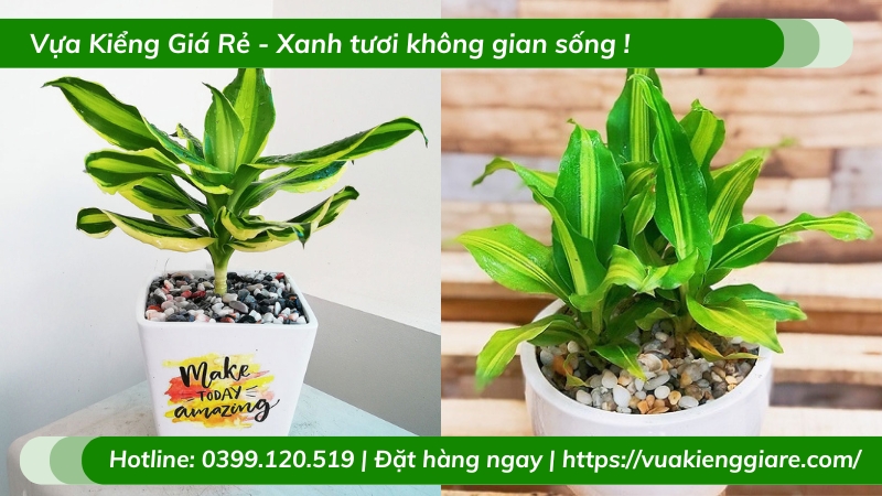 Cây thiết mộc lan chậu nhỏ để bàn