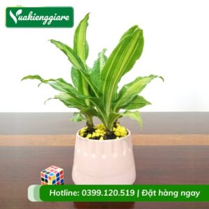 Cây thiết mộc lan chậu nhỏ để bàn