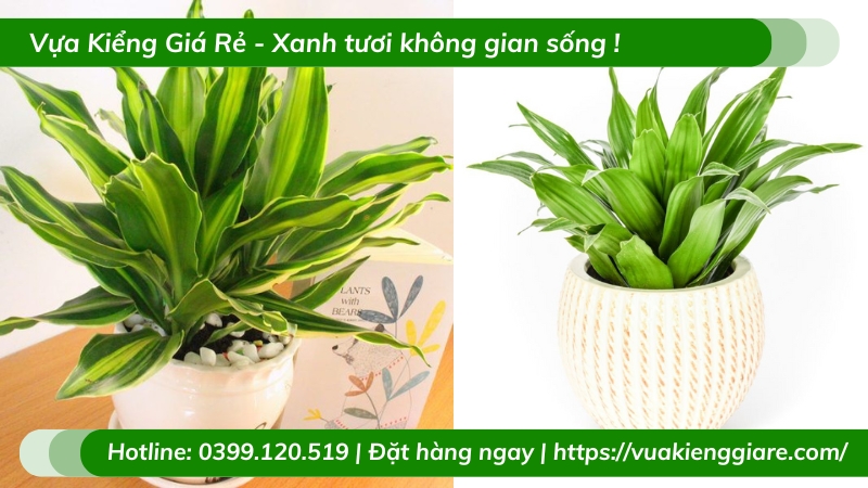 Cây thiết mộc lan chậu nhỏ để bàn