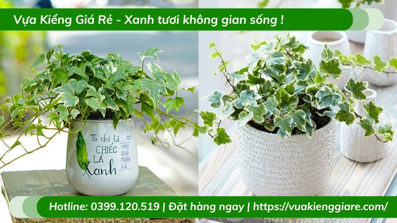 Cây thường xuân trồng chậu để bàn làm việc