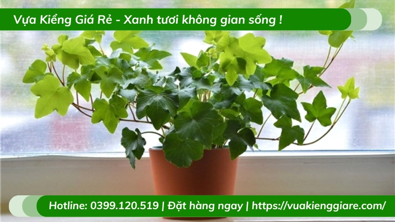 Cây thường xuân trồng chậu để bàn làm việc