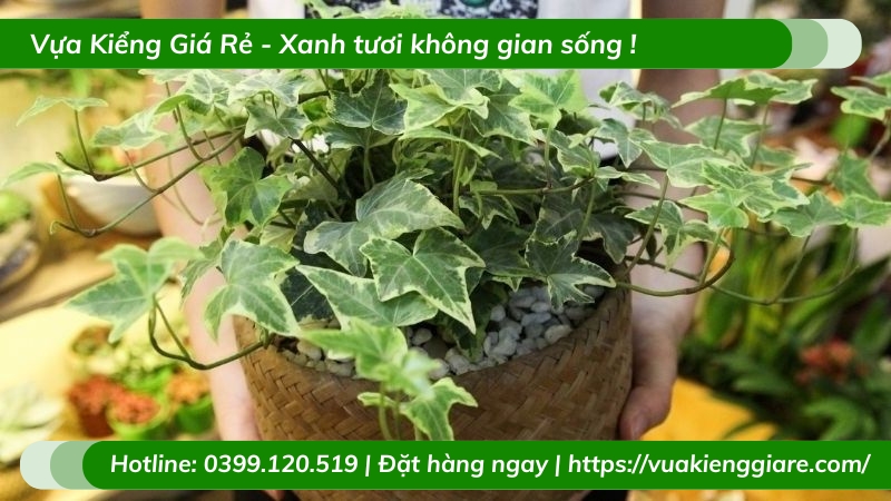 Cây thường xuân trồng chậu để bàn làm việc