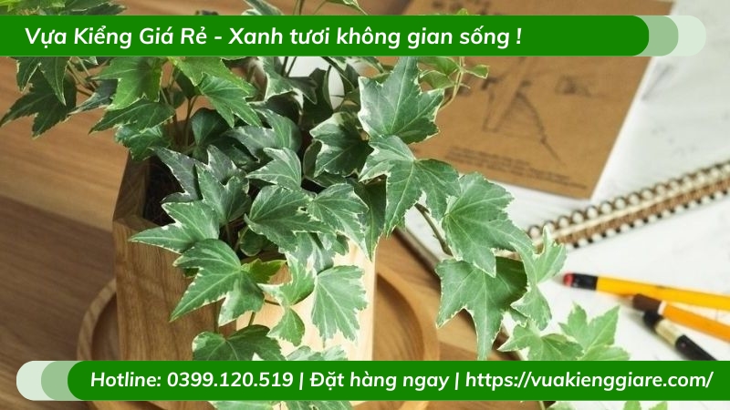 Cây thường xuân trồng chậu để bàn làm việc