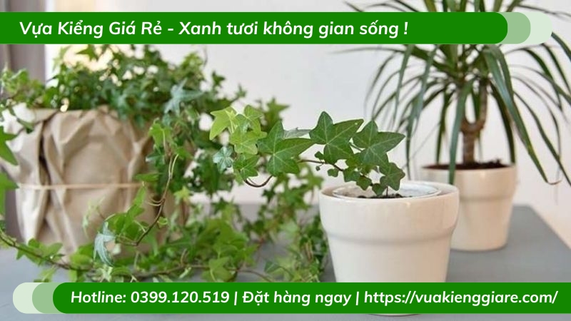 Cây thường xuân trồng chậu để bàn làm việc
