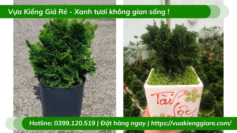 Cây trắc xoắn để bàn