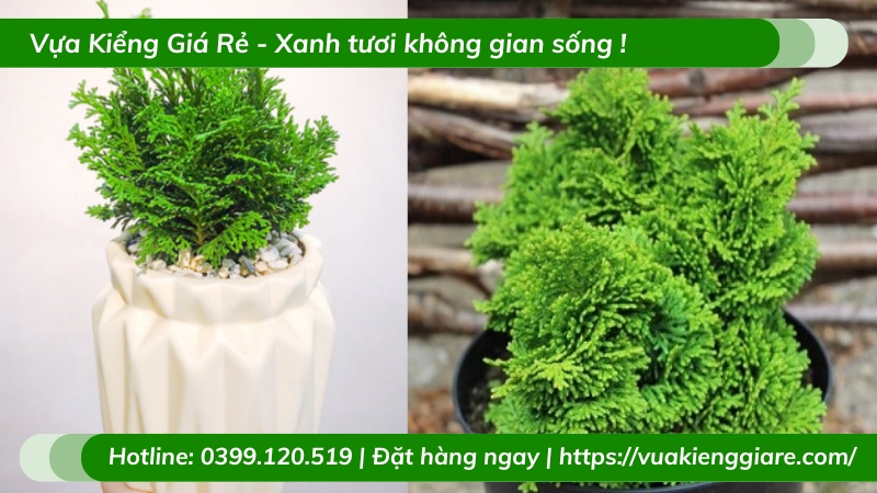 Cây trắc xoắn để bàn