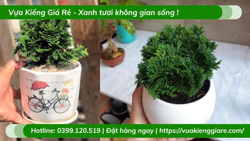 Cây trắc xoắn để bàn