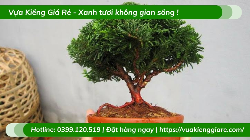 Cây trắc xoắn để bàn