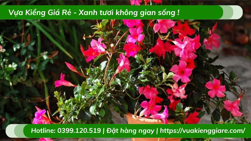 Cây trang đài leo