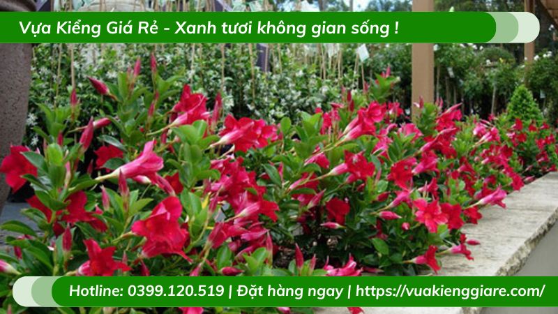 Cây trang đài leo