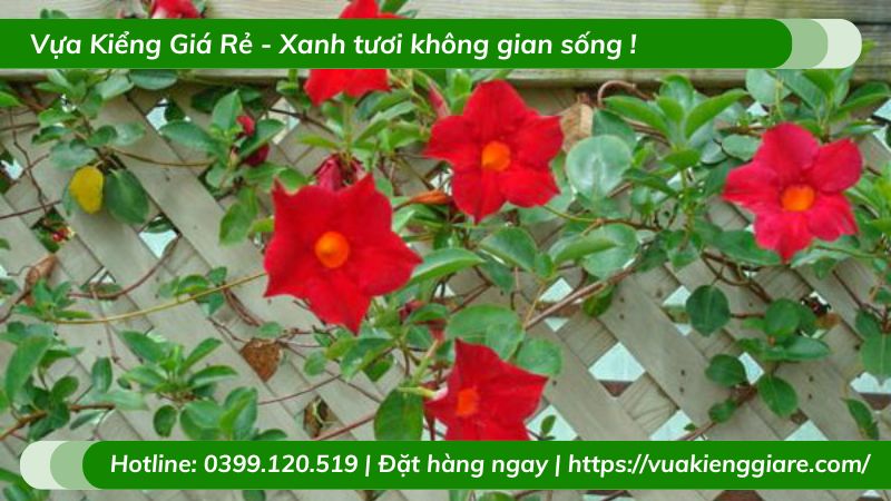 Cây trang đài leo