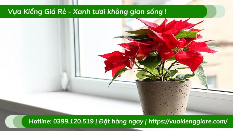 Cây Trạng nguyên trồng chậu để bàn làm việc