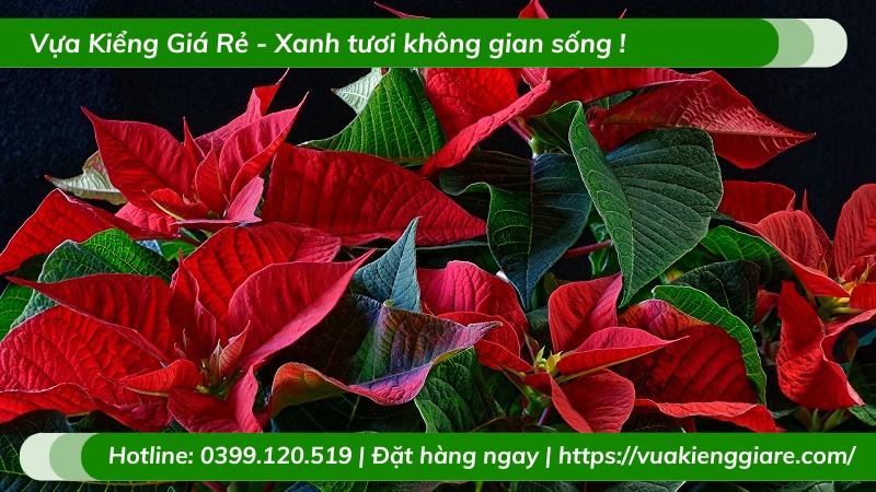 Đặc điểm của cây hoa trạng nguyên