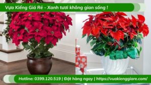 Cây Trạng nguyên trồng chậu để bàn làm việc