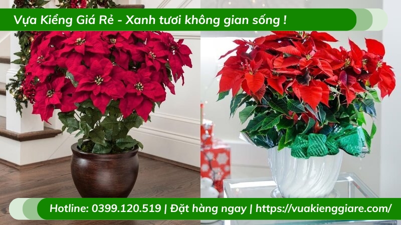 Cây Trạng nguyên trồng chậu để bàn làm việc