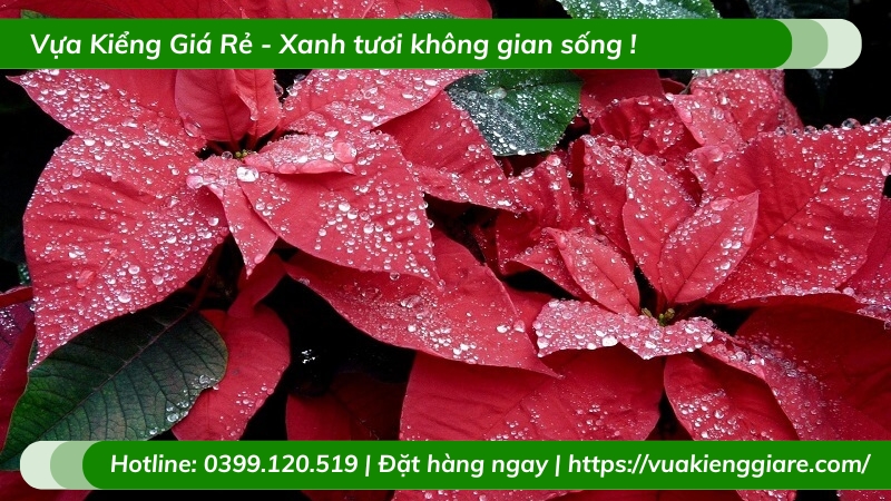 Cây Trạng nguyên trồng chậu để bàn làm việc