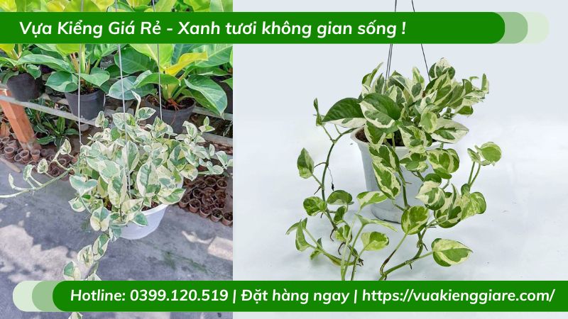 Cây trầu bà cẩm thạch chậu treo