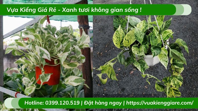 Cây trầu bà cẩm thạch chậu treo