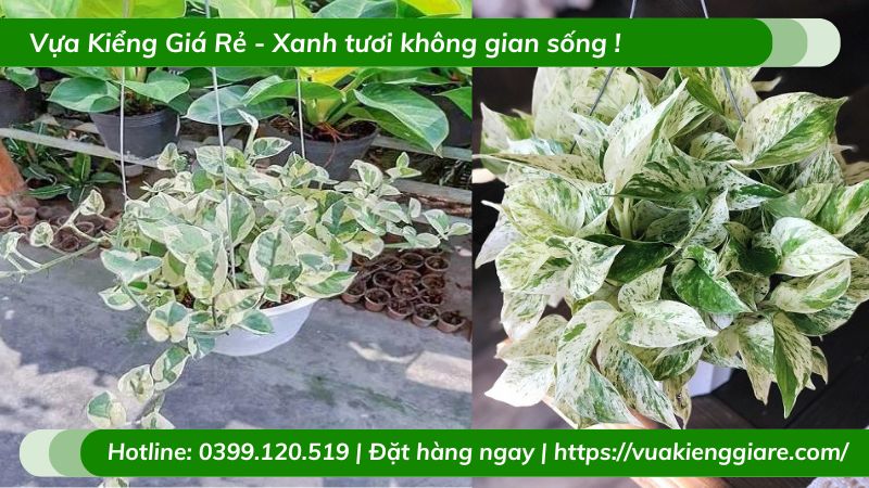 Cây trầu bà cẩm thạch chậu treo