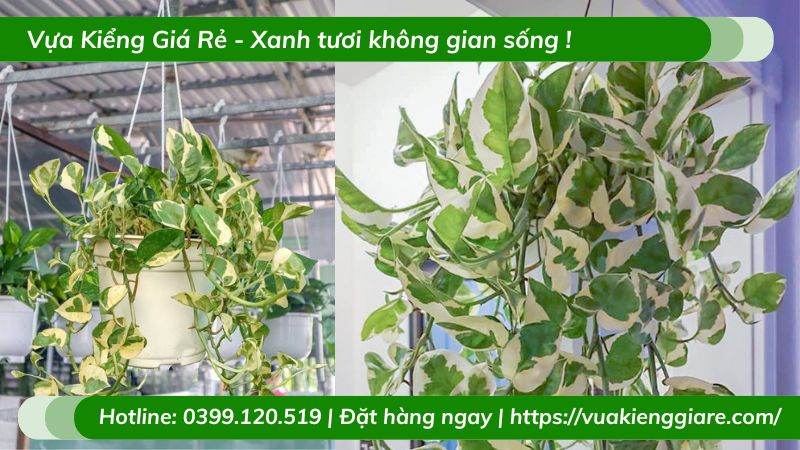 Cây trầu bà cẩm thạch chậu treo