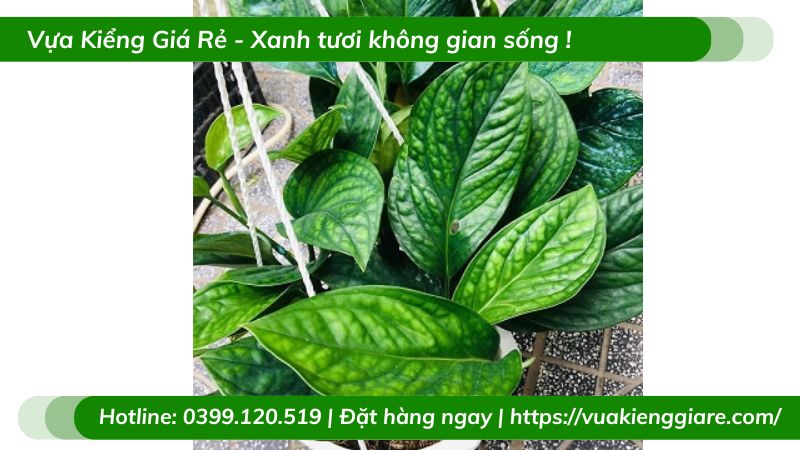 Cây trầu bà hạnh phúc chậu treo