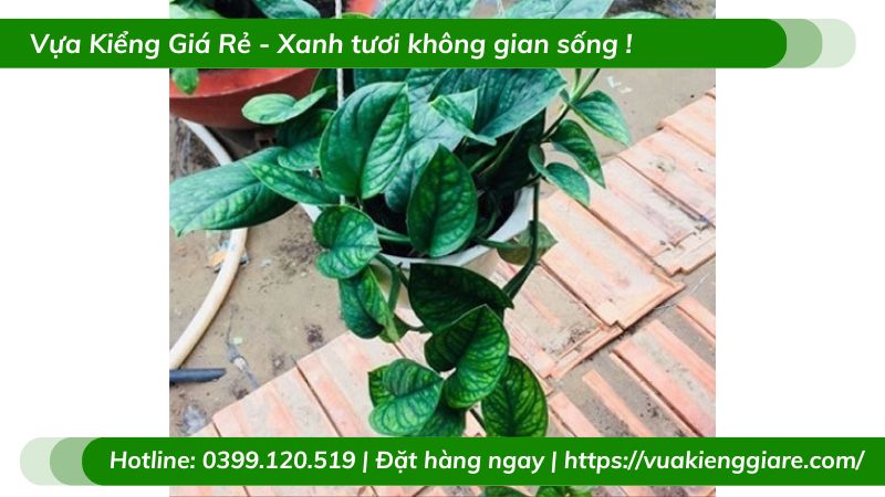 Cây trầu bà hạnh phúc chậu treo