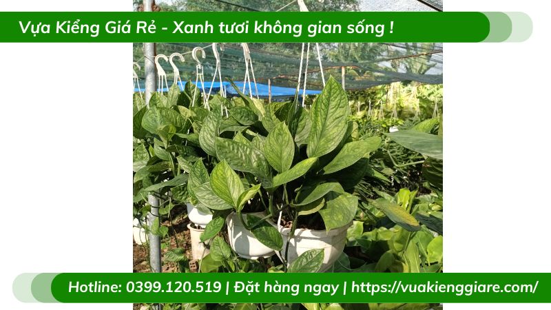 Cây trầu bà hạnh phúc chậu treo