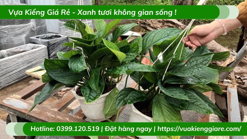 Cây trầu bà hạnh phúc chậu treo