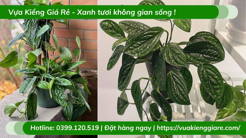 Cây trầu bà hạnh phúc chậu treo