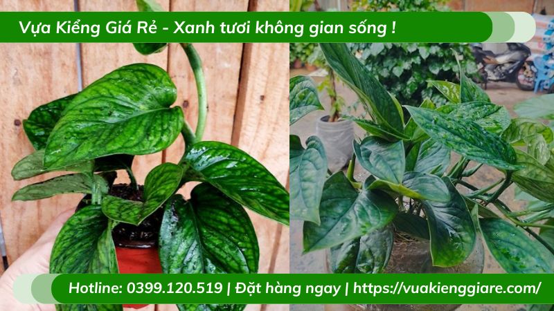 Cây trầu bà hạnh phúc chậu treo