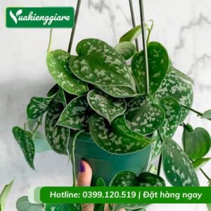 Cây trầu bà lụa chậu treo