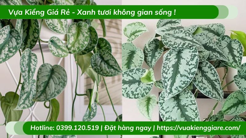 Cây trầu bà lụa chậu treo