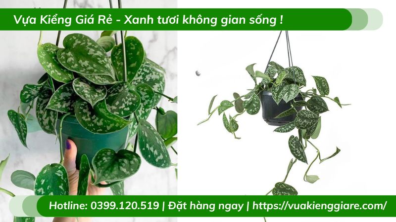 Cây trầu bà lụa chậu treo