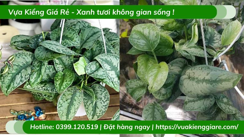 Cây trầu bà lụa chậu treo