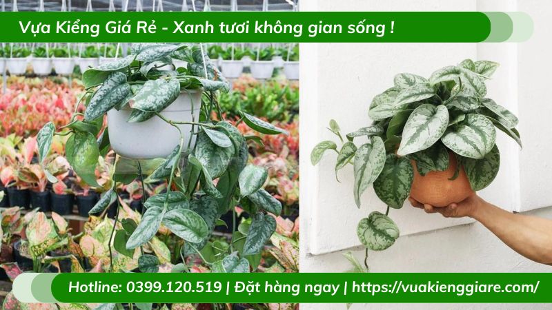Cây trầu bà lụa chậu treo