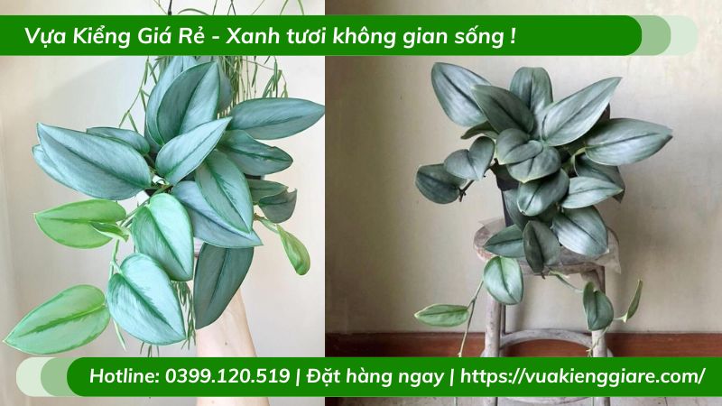 Cây trầu bà ngọc trai chậu treo