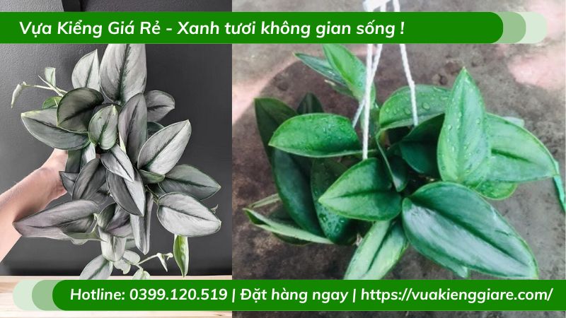 Cây trầu bà ngọc trai chậu treo