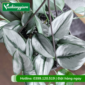 Cây trầu bà ngọc trai chậu treo