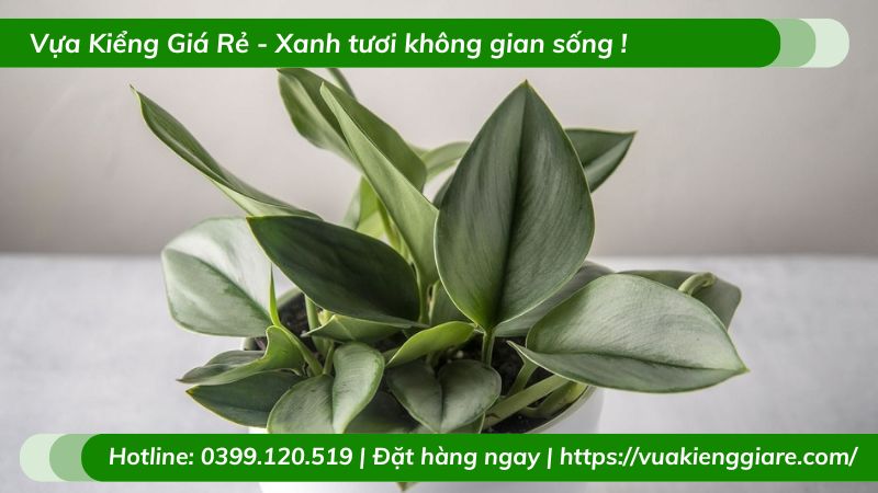 Cây trầu bà ngọc trai chậu treo