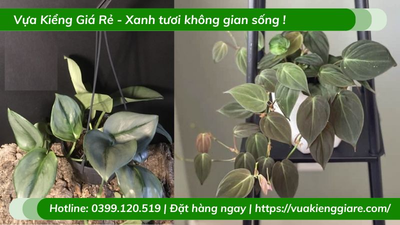 Cây trầu bà ngọc trai chậu treo