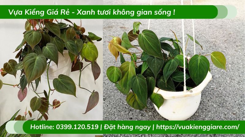 Cây trầu bà nhung mican chậu treo