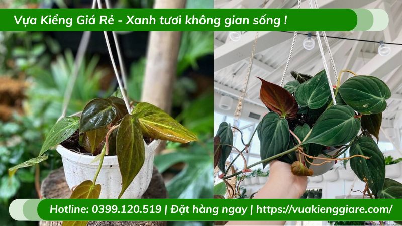 Cây trầu bà nhung mican chậu treo