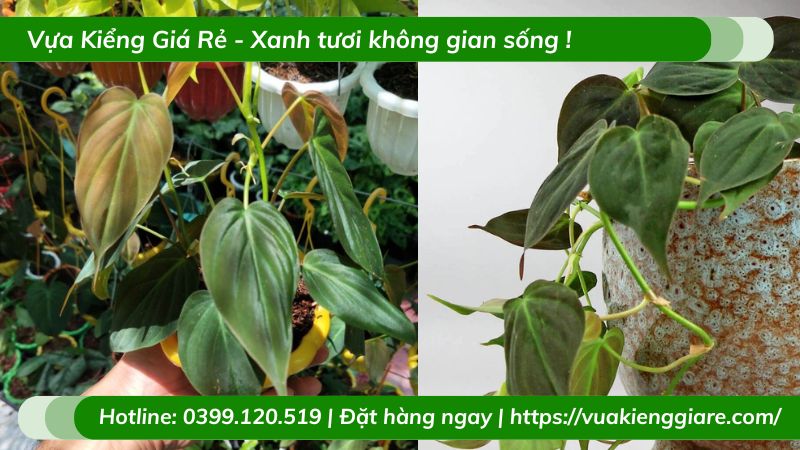Cây trầu bà nhung mican chậu treo