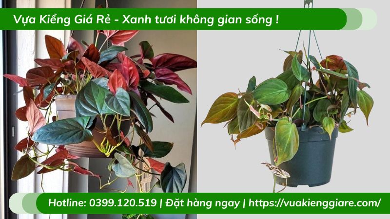 Cây trầu bà tím chậu treo