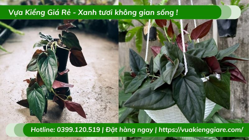 Cây trầu bà tím chậu treo