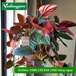 Cây trầu bà tím chậu treo