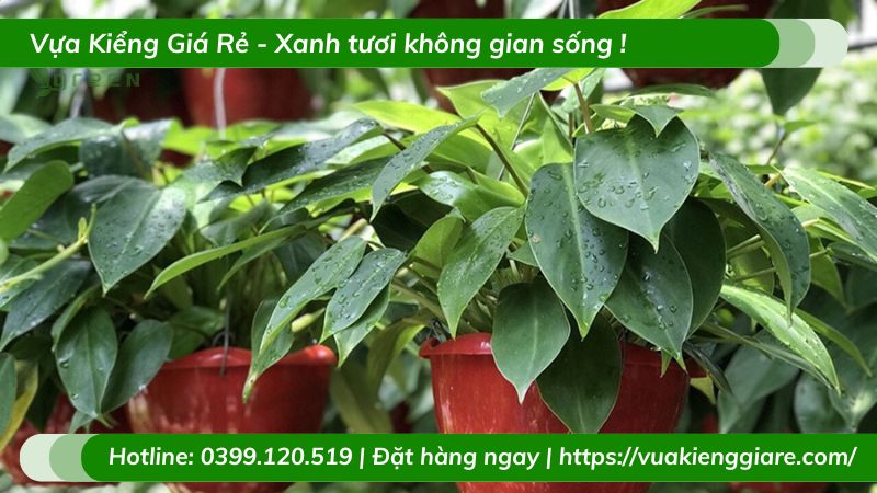 Cây trầu bà tỷ phú chậu treo