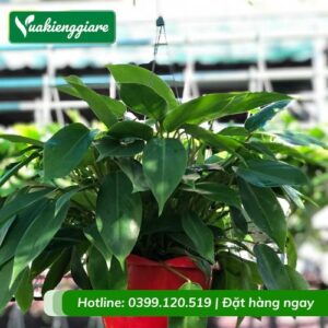 Cây trầu bà tỷ phú chậu treo