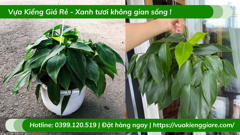 Cây trầu bà tỷ phú chậu treo