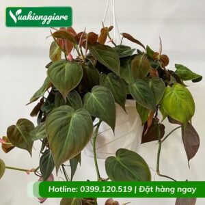 Cây trầu bà nhung mican chậu treo